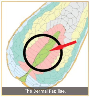dermal papillae which is the region where divinelocks supplement work